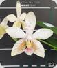 Phal. Tetra Star 3283